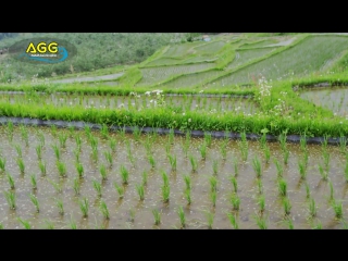 [ 4k ultra hd ] obasute terraced rice fields (shot on
