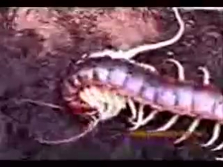 centipede eats mouse