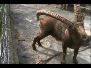 who would have thought why a goat would have horns?