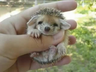 the hedgehog)