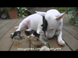bull terrier tears chickens to shreds