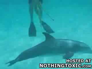pervert dolphin